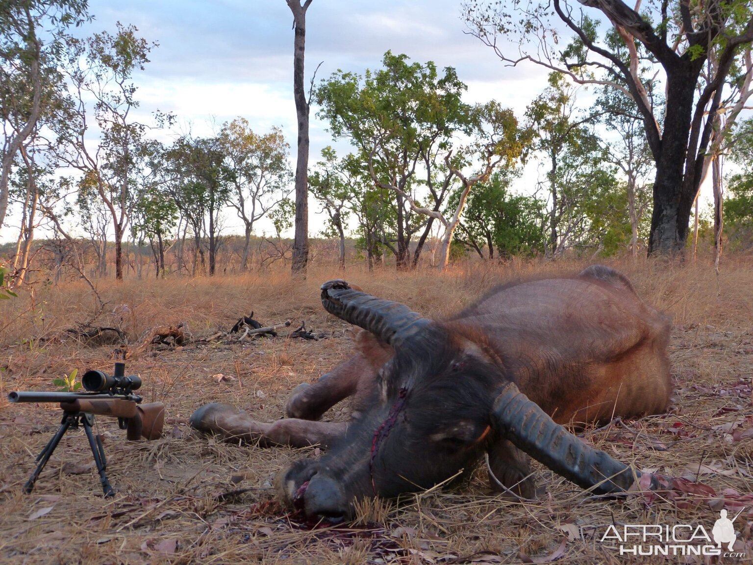 Hunting Asiatic Water Buffalo in Australia