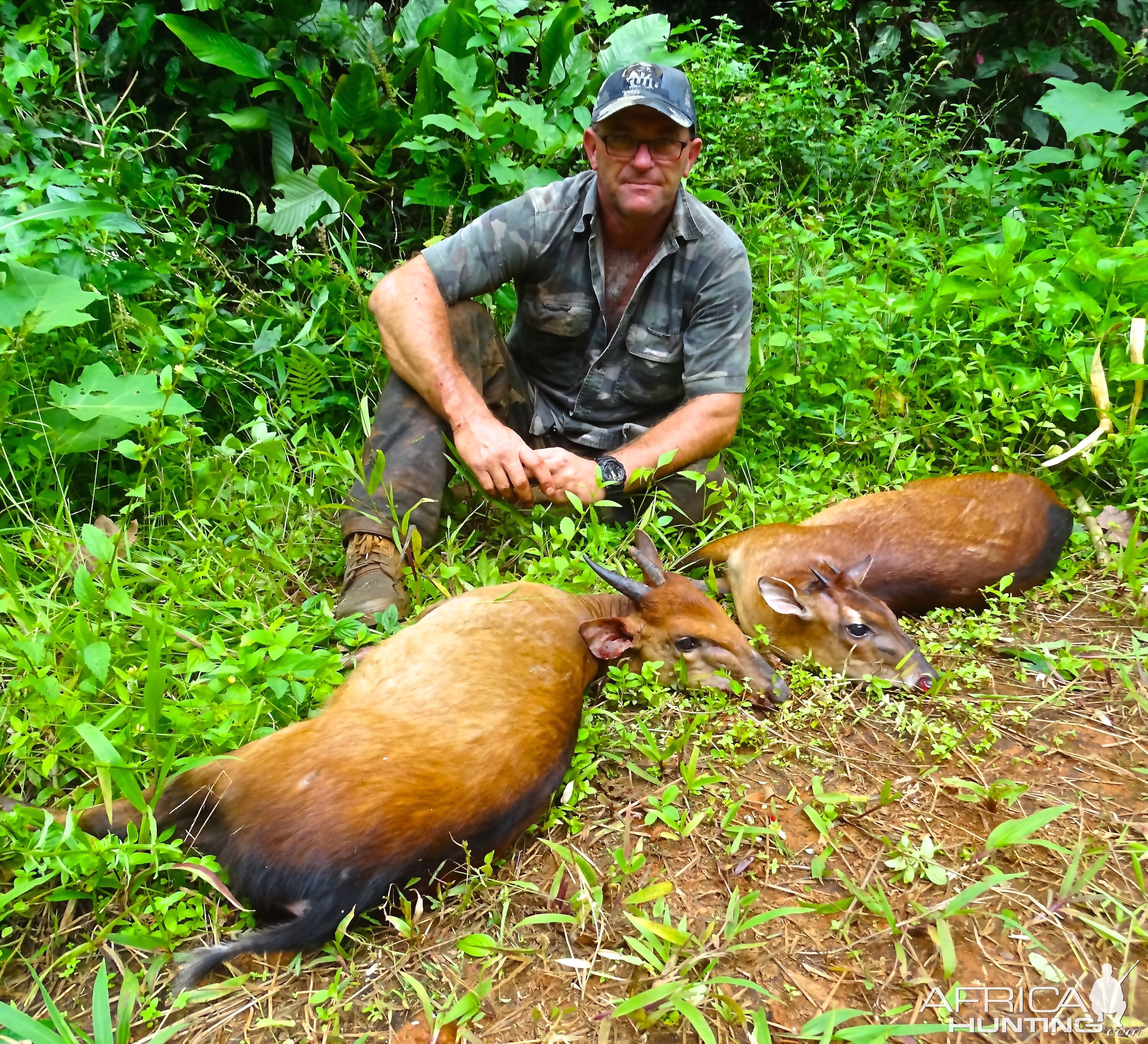 Hunting Bay Duiker in Congo