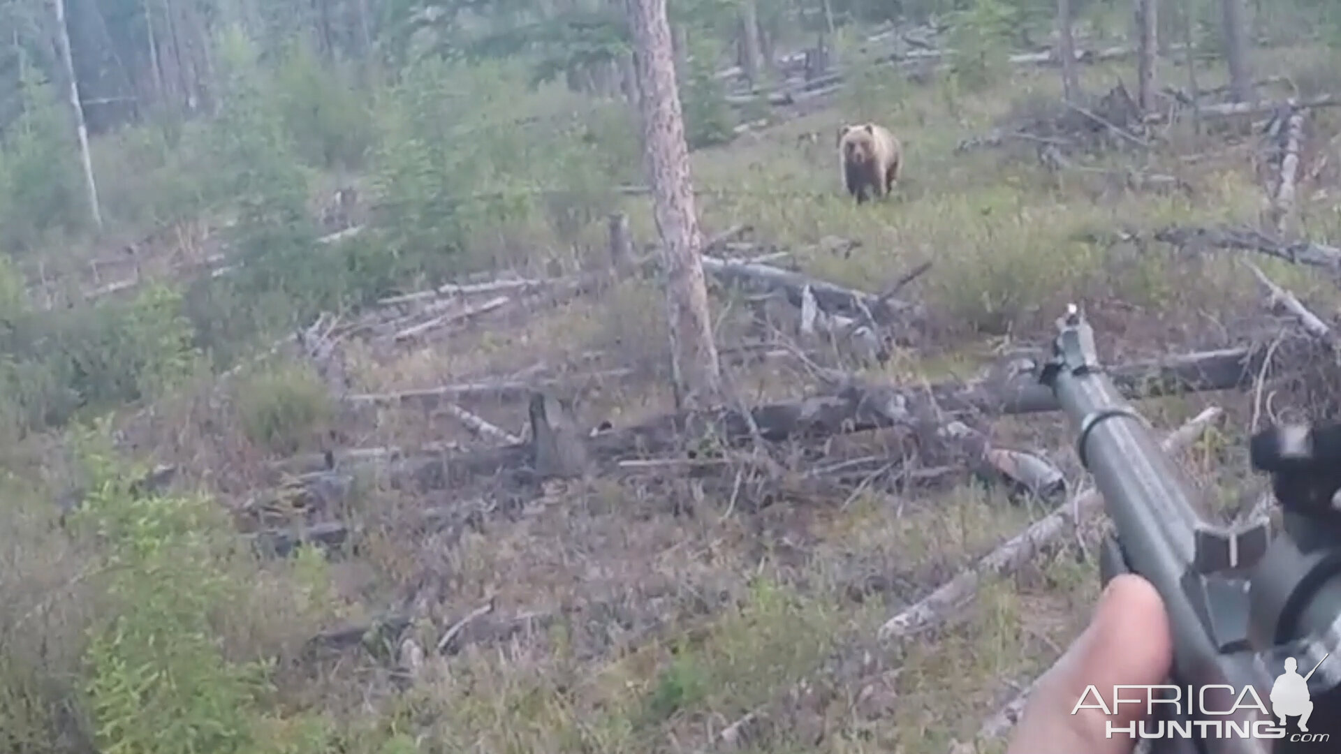 Hunting Bear in Alaska USA