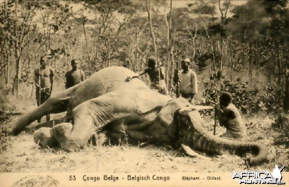 Hunting Belgian Congo, Elephant