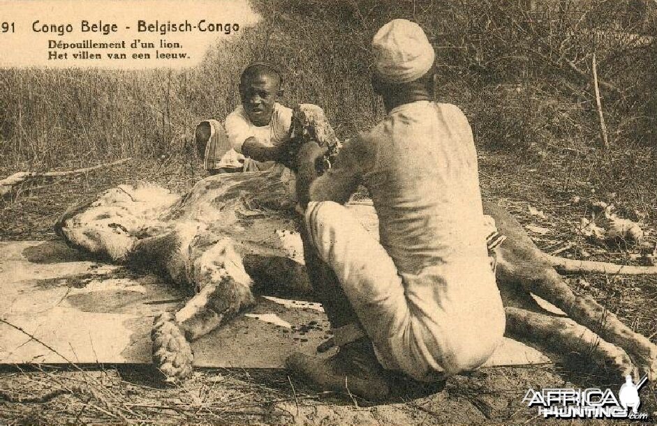 Hunting Belgian Congo, Lion