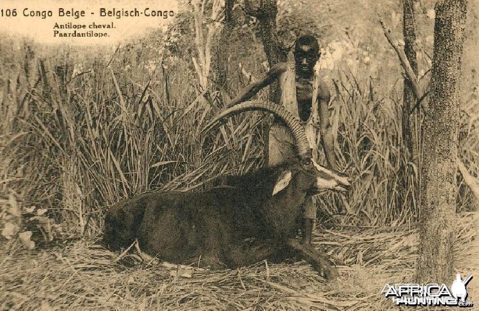Hunting Belgian Congo, Sable Antelope