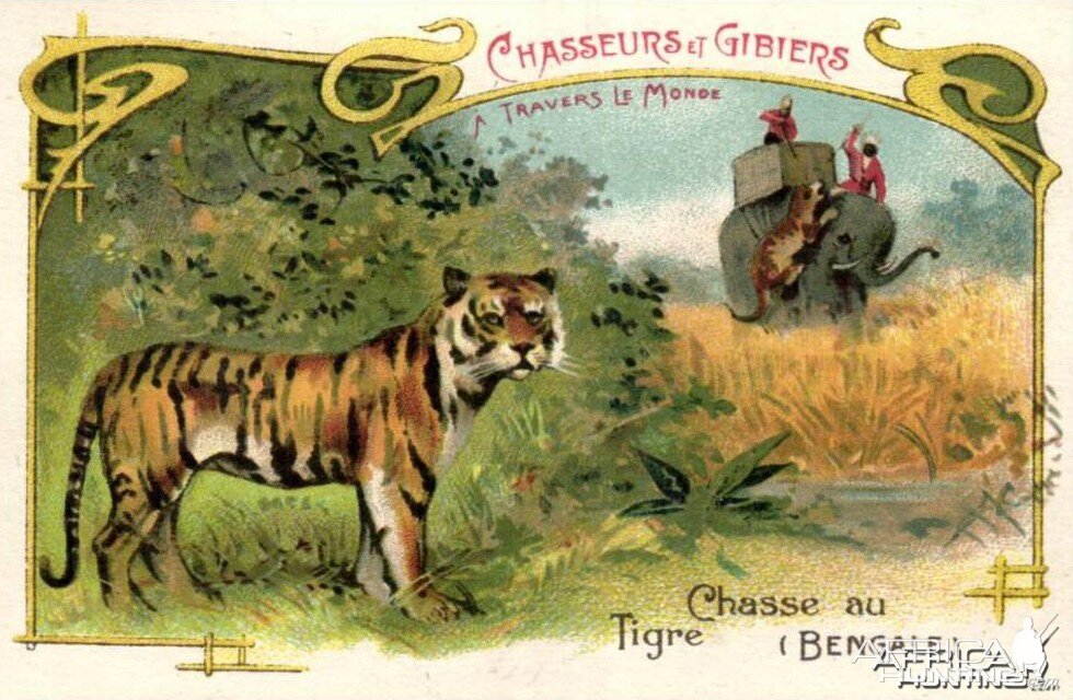 Hunting Bengal Tiger