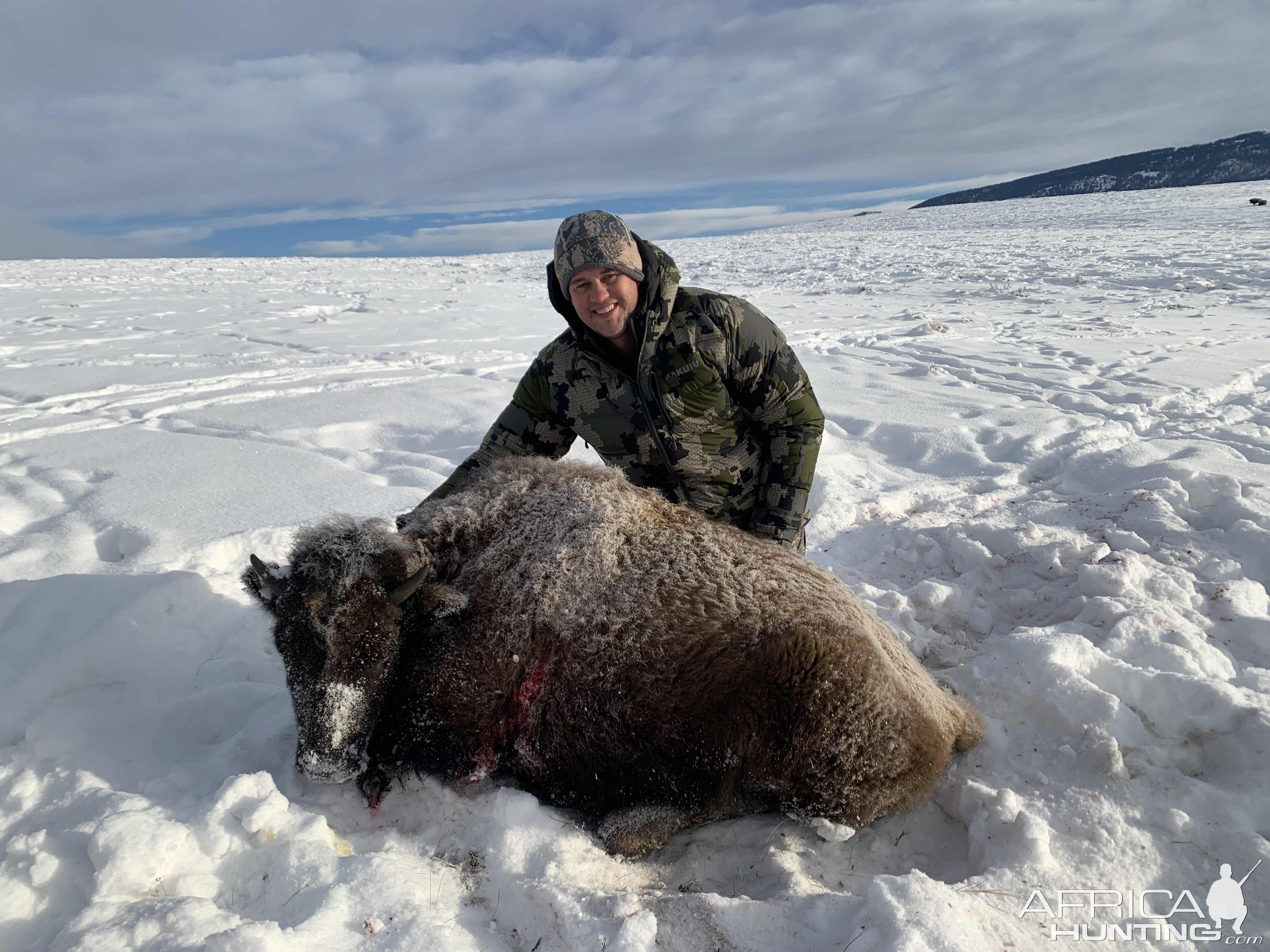 Hunting Bison Cow Wyoming