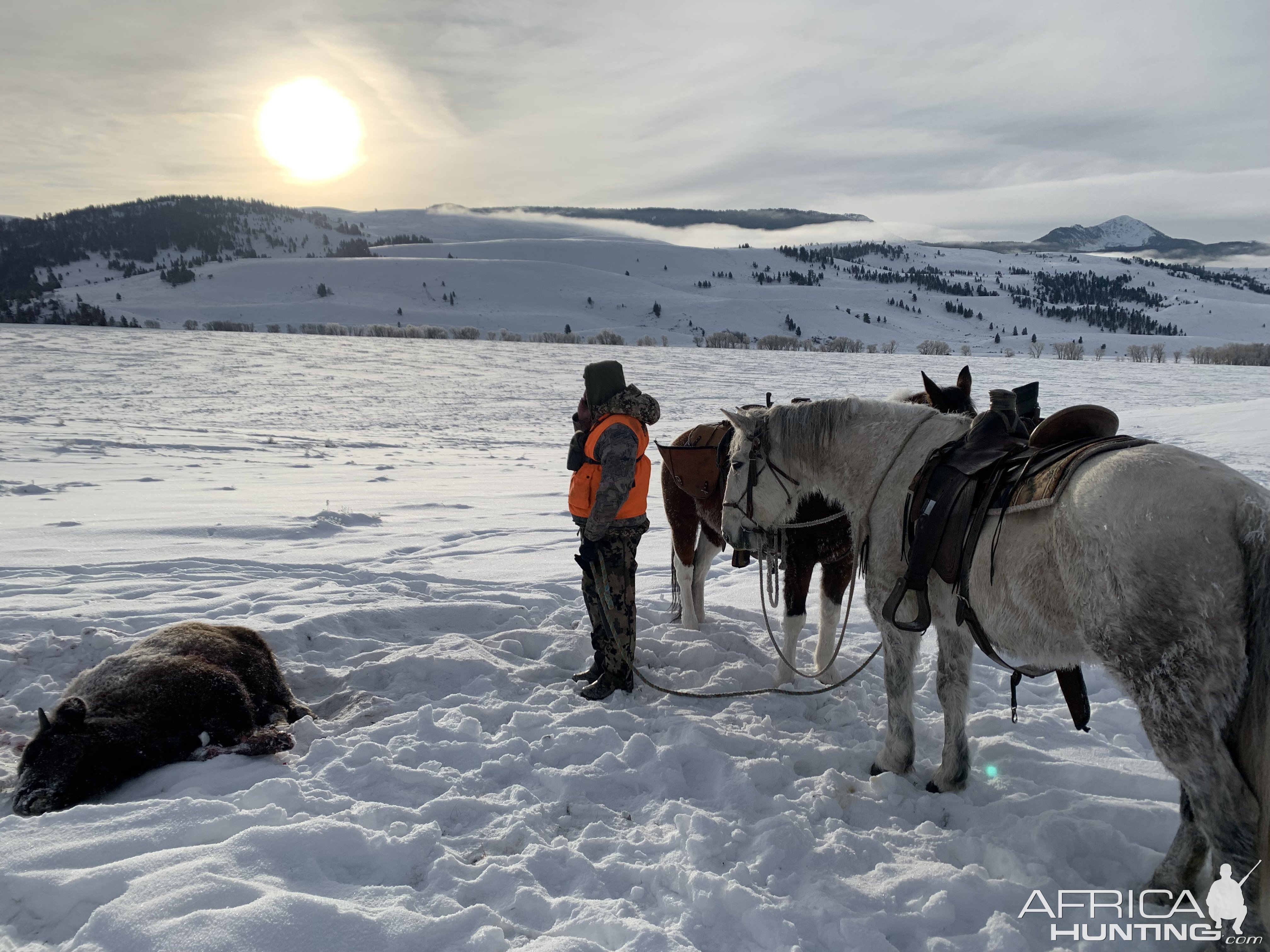 Hunting Bison Cow Wyoming