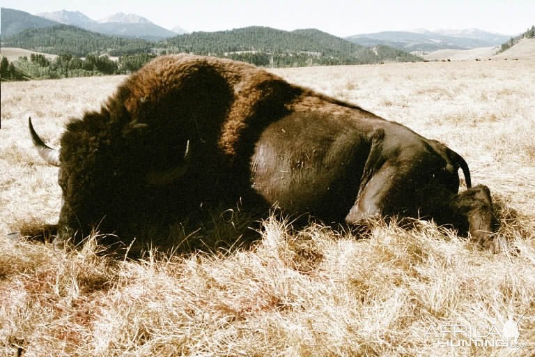 Hunting Bison