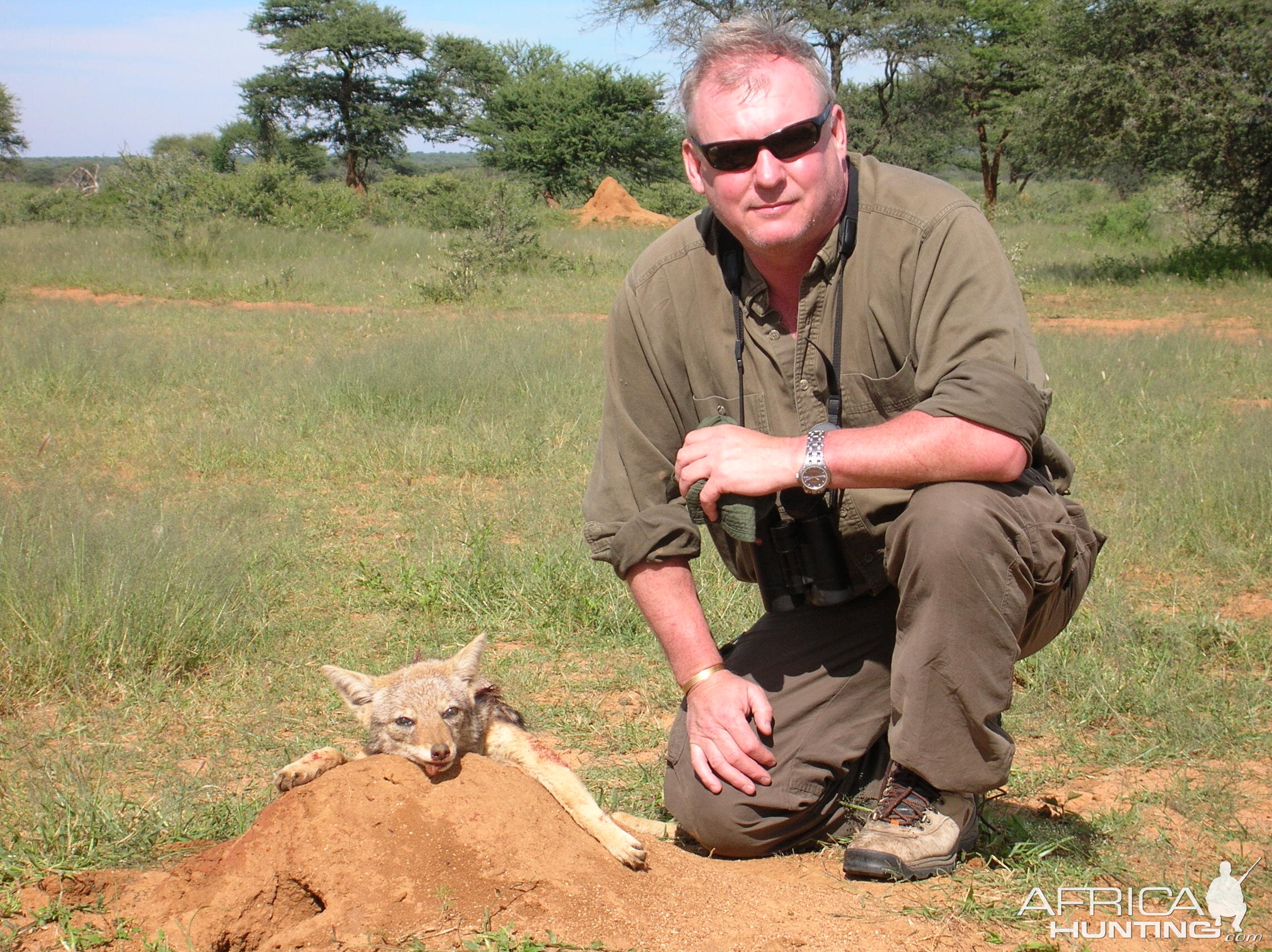 Hunting Black-backed Jackal in Namibia