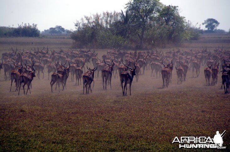 Hunting Black Lechwe Zambia