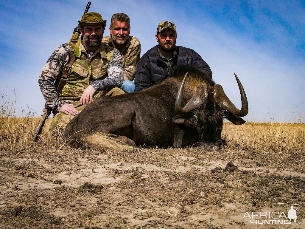 Hunting Black Wildebeest in South Africa