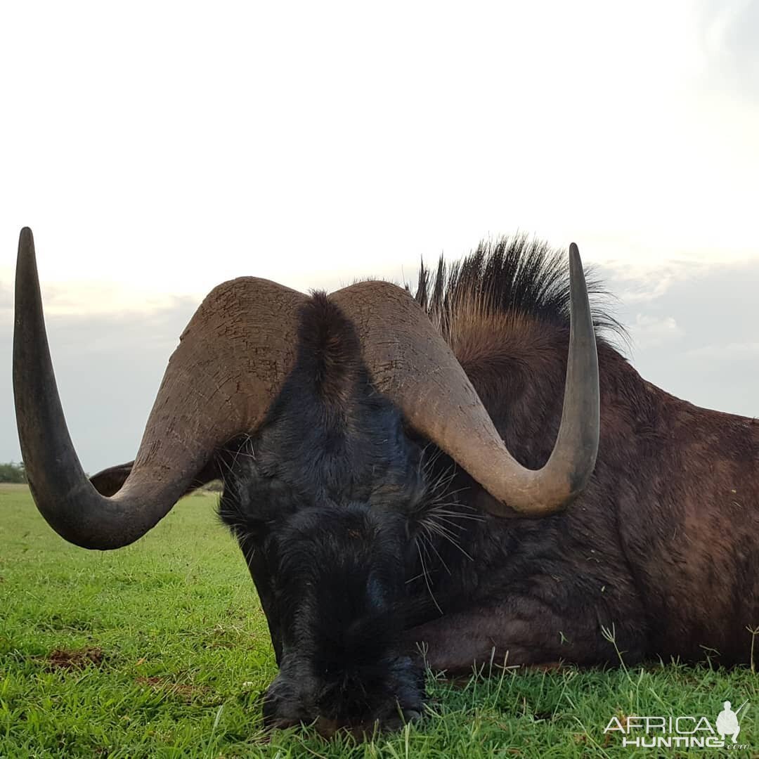 Hunting Black Wildebeest in South Africa