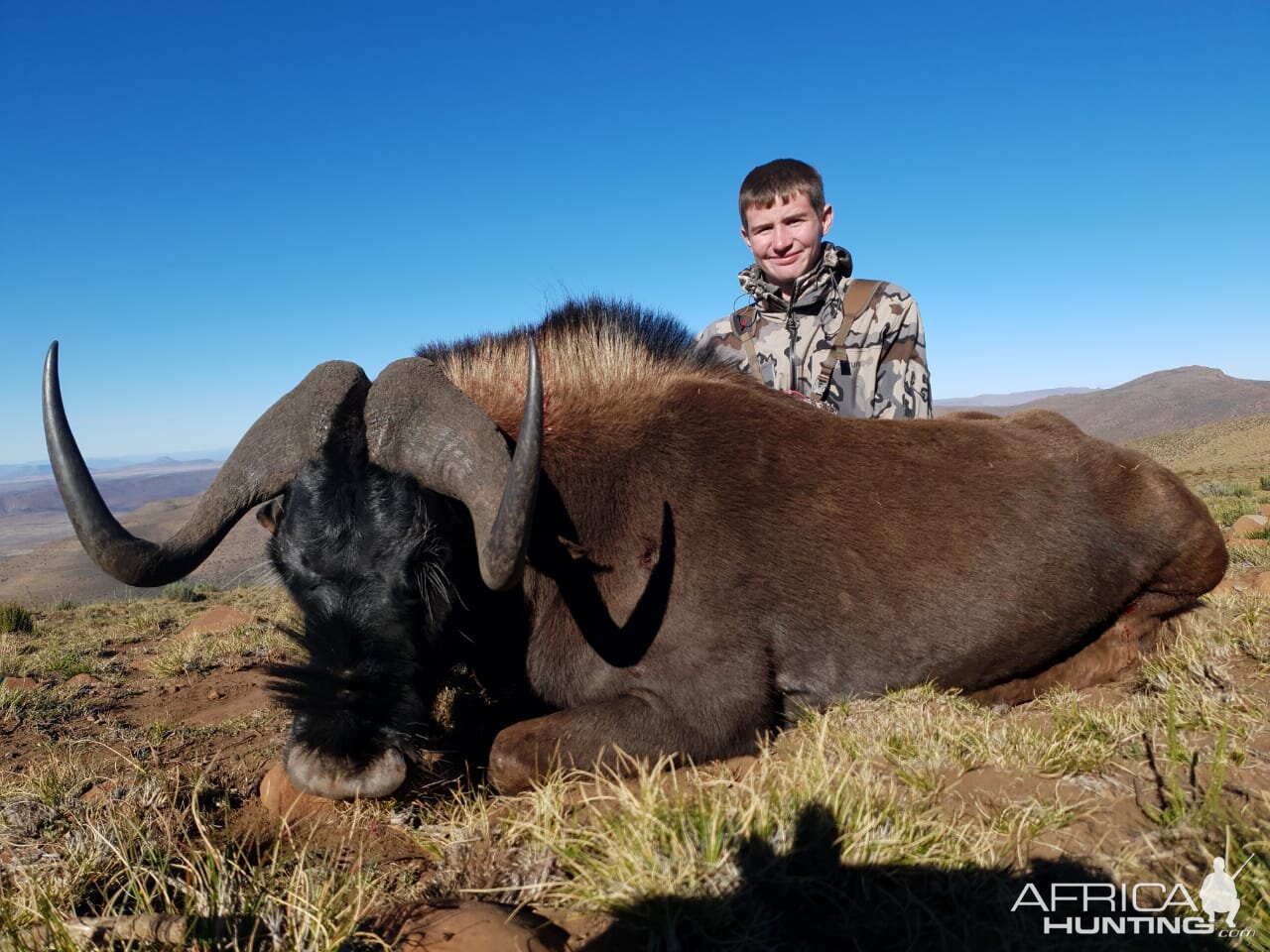 Hunting Black Wildebeest in South Africa