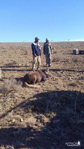 Hunting Black Wildebeest in South Africa