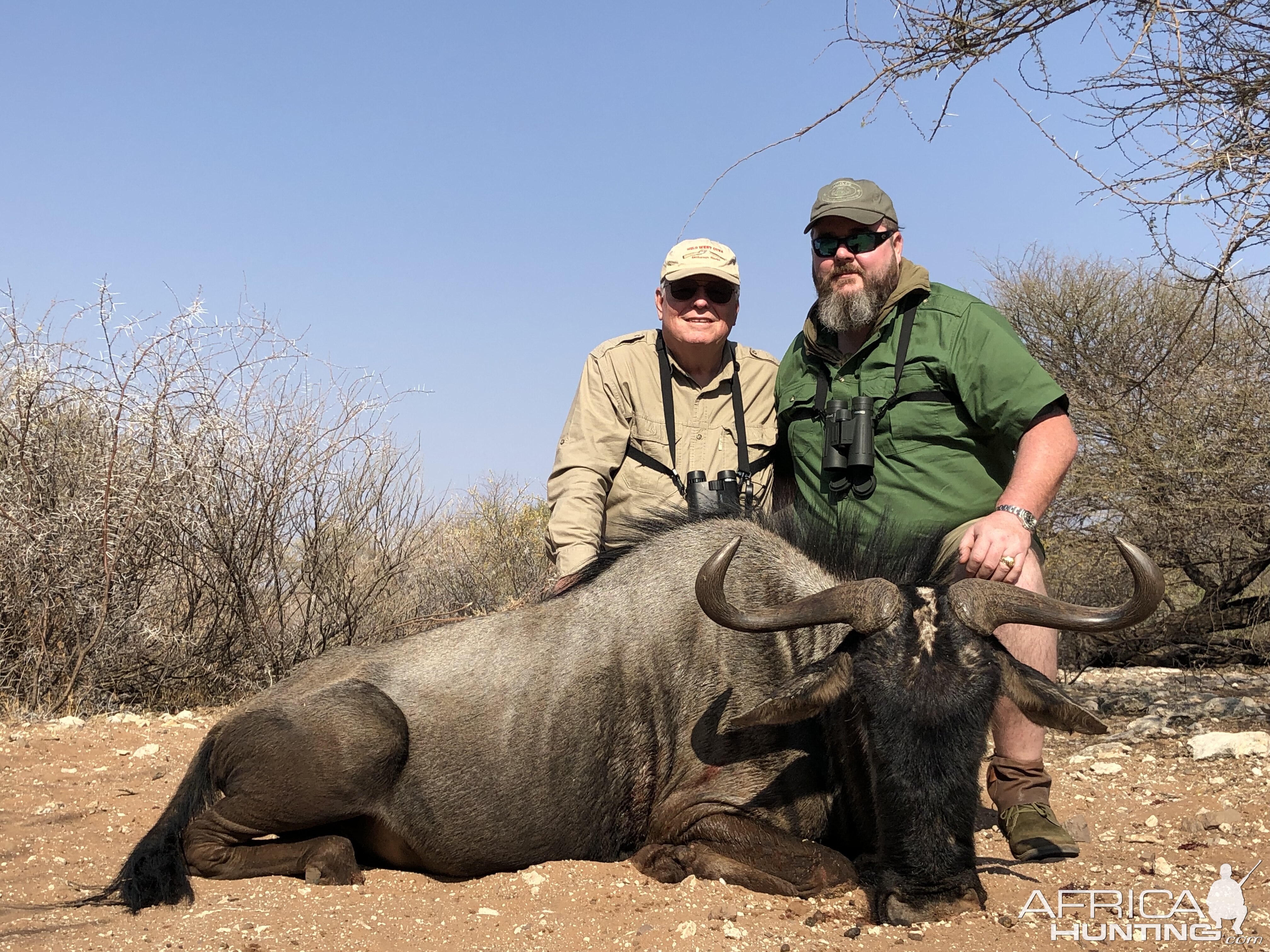 Hunting Blue Wildebeest in Botswana