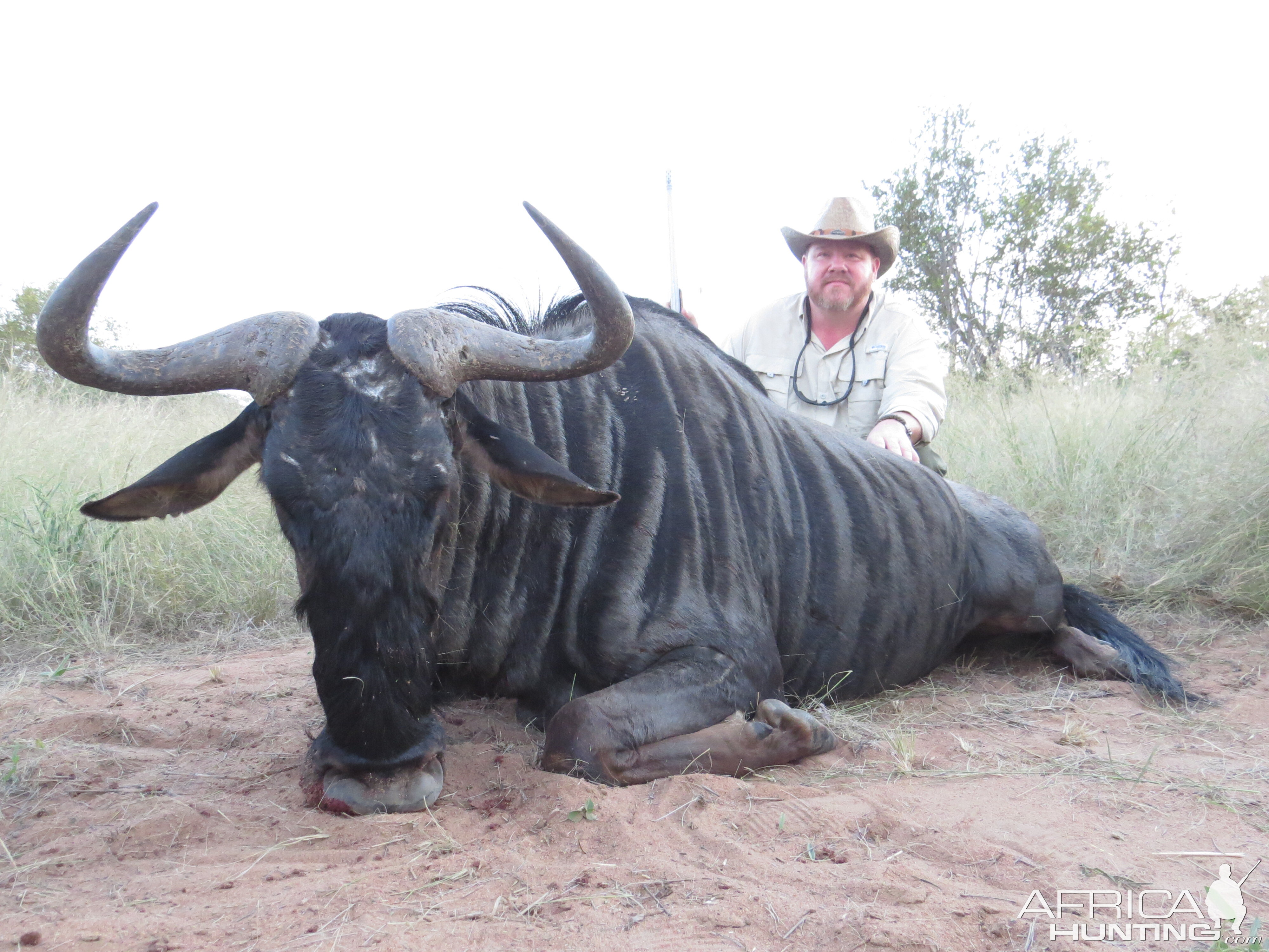 Hunting Blue Wildebeest in South Africa