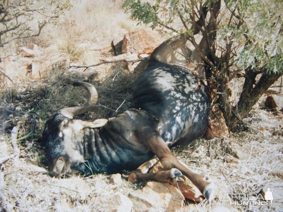 Hunting Blue Wildebeest in South Africa