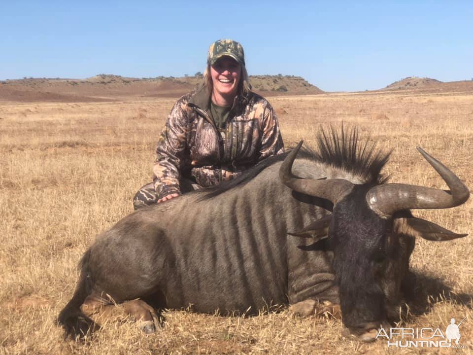 Hunting Blue Wildebeest in South Africa