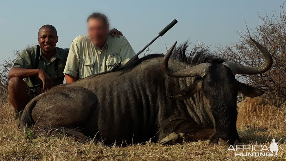 Hunting Blue Wildebeest in South Africa