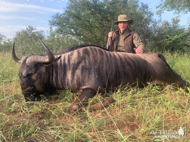 Hunting Blue Wildebeest in South Africa