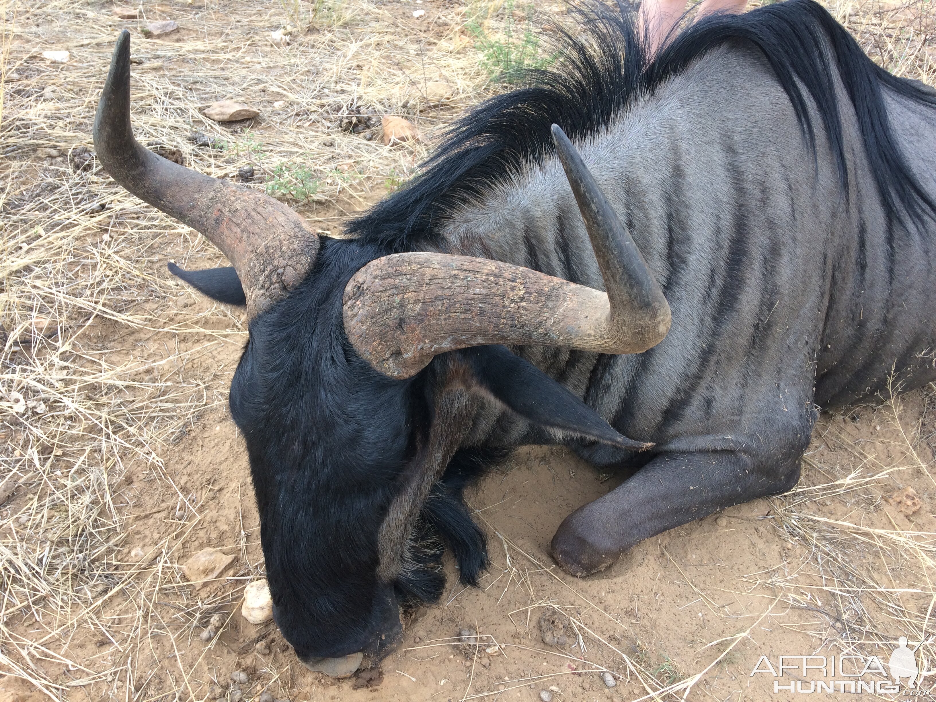 Hunting Blue Wildebeest Namibia