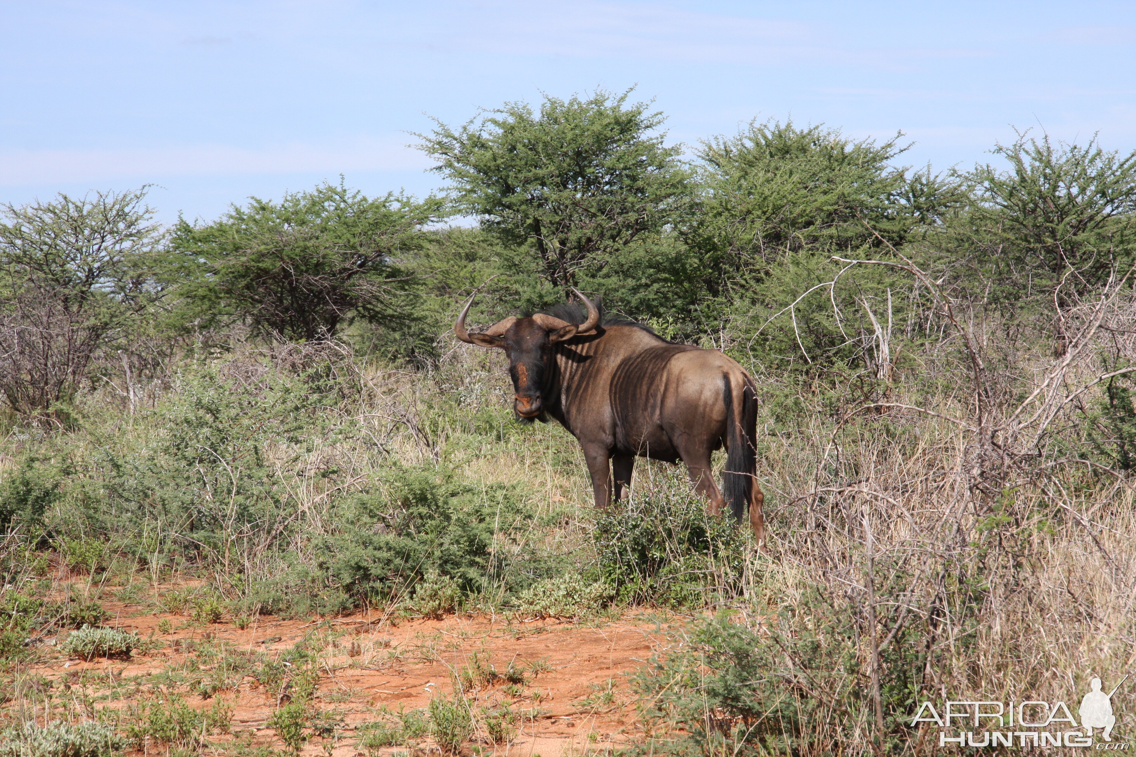 hunting-blue-wildebeest4
