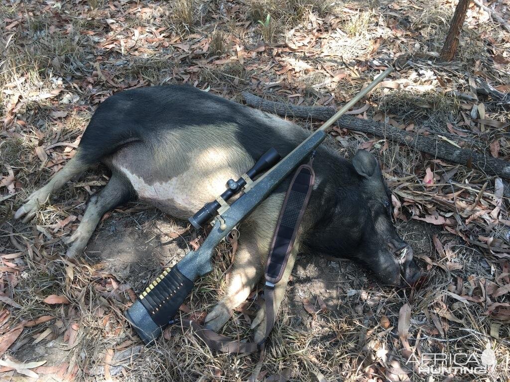 Hunting Boar Australia