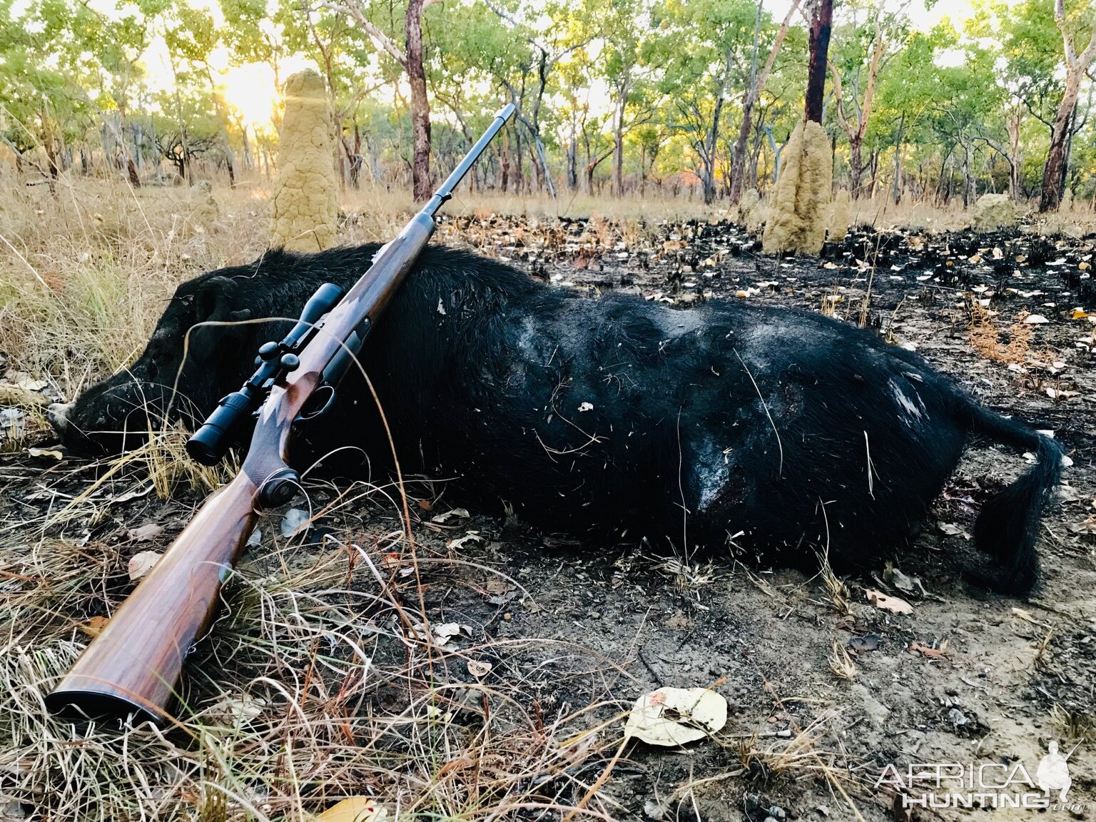 Hunting Boar in Australia