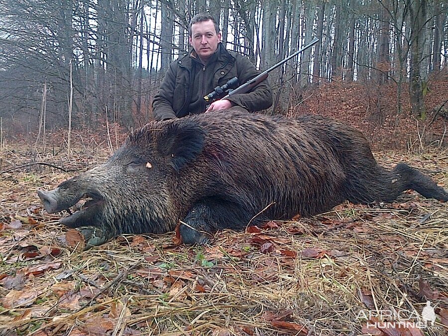 Hunting Boar in Romania