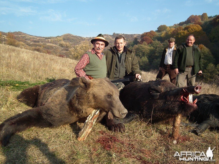 Hunting Brown Bear and Boar in Romania