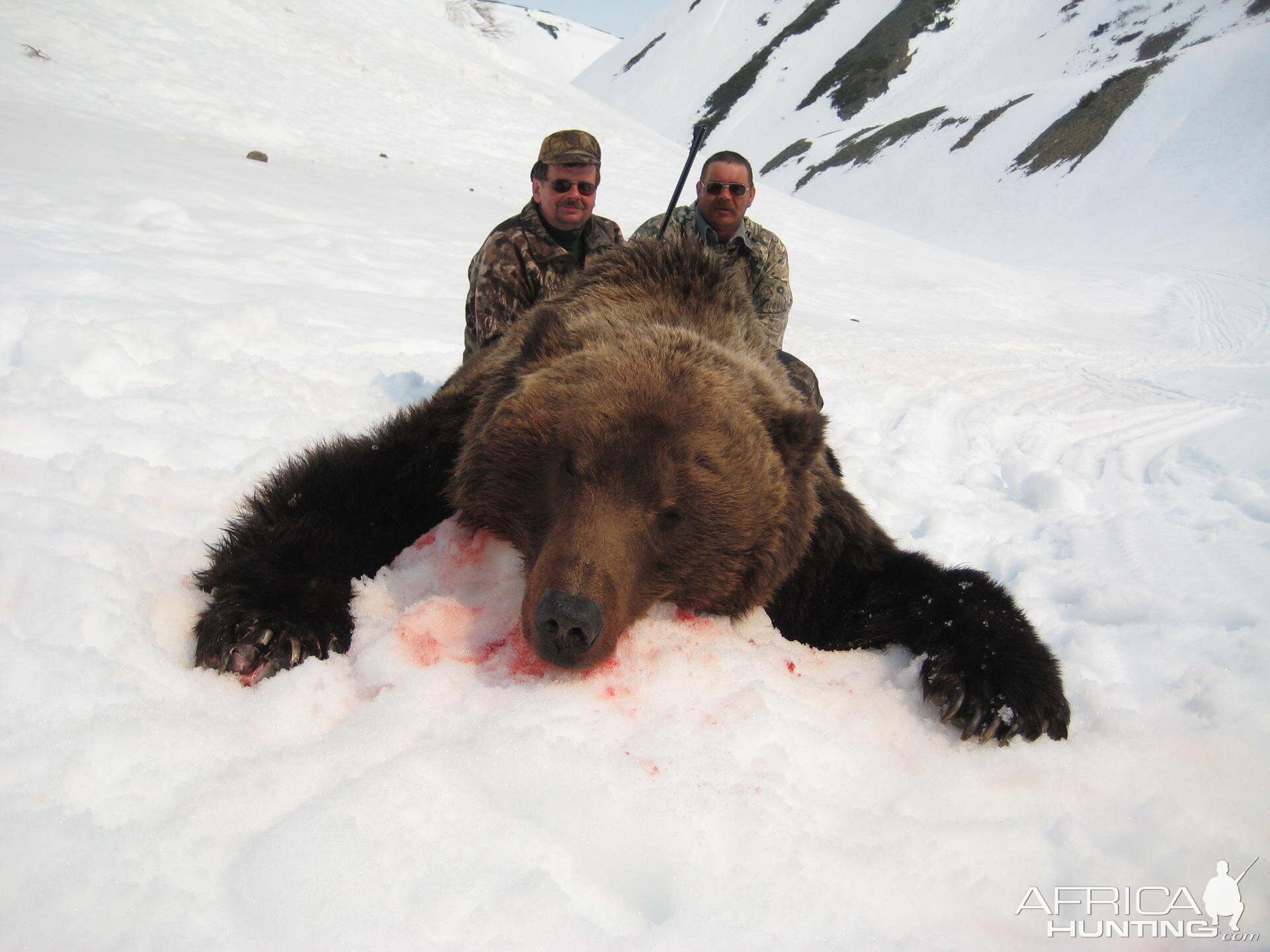 Hunting Brown Bear