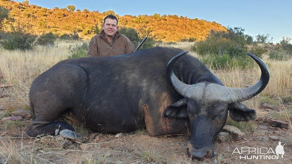 Hunting Buffalo Cow in South Africa