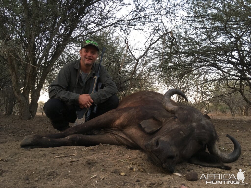 Hunting Buffalo Cow South Africa