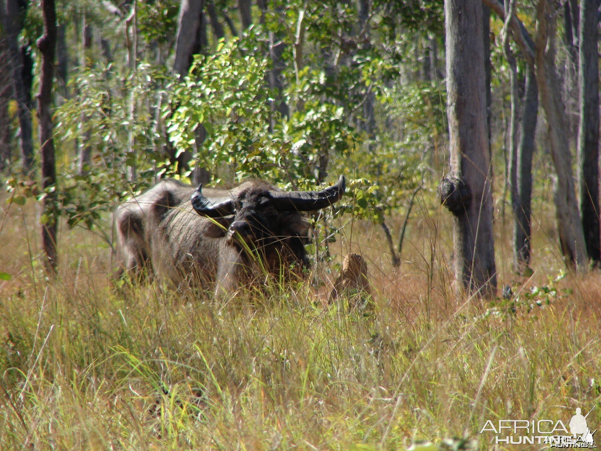 Hunting Buffalo in Australia