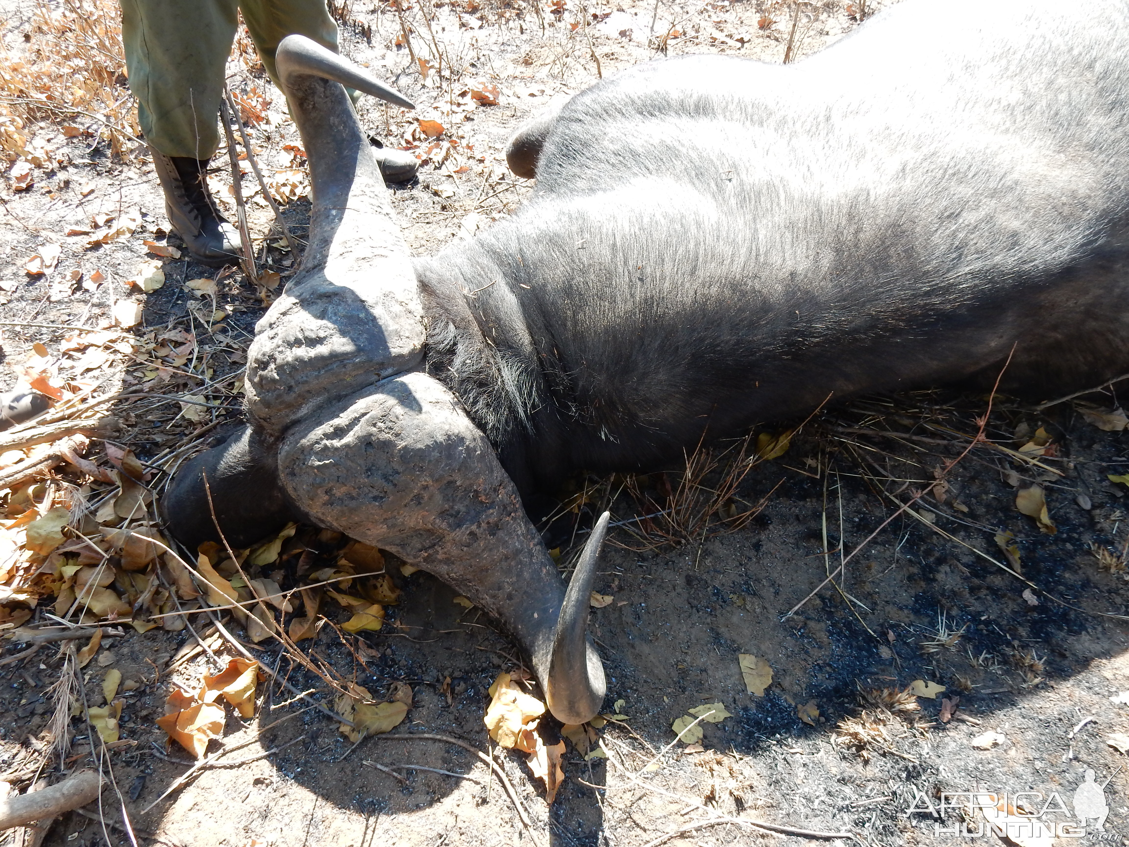 Hunting Buffalo in South Africa