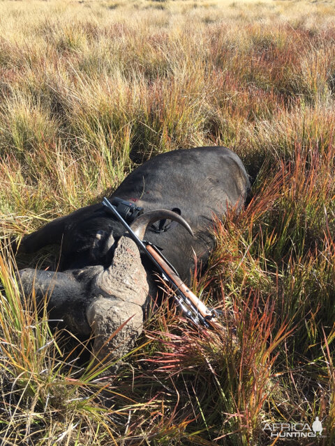 Hunting Buffalo in South Africa