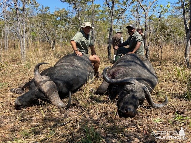 Hunting Buffalo Kruger Park South Africa