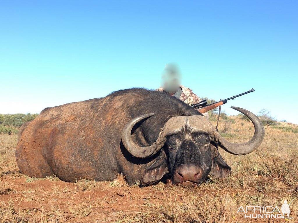 Hunting Buffalo Namibia