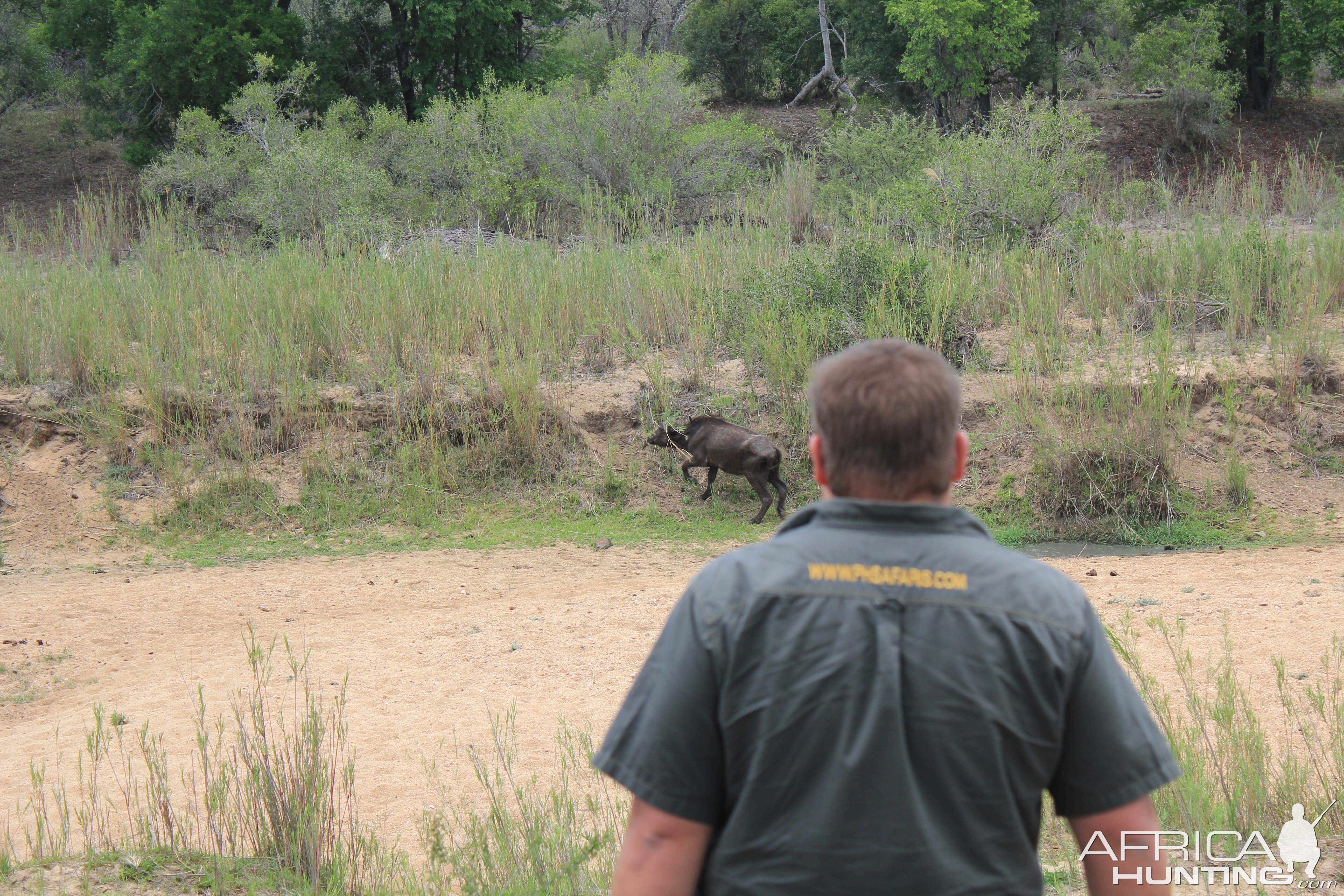 Hunting Buffalo with Pro Hunting Safaris