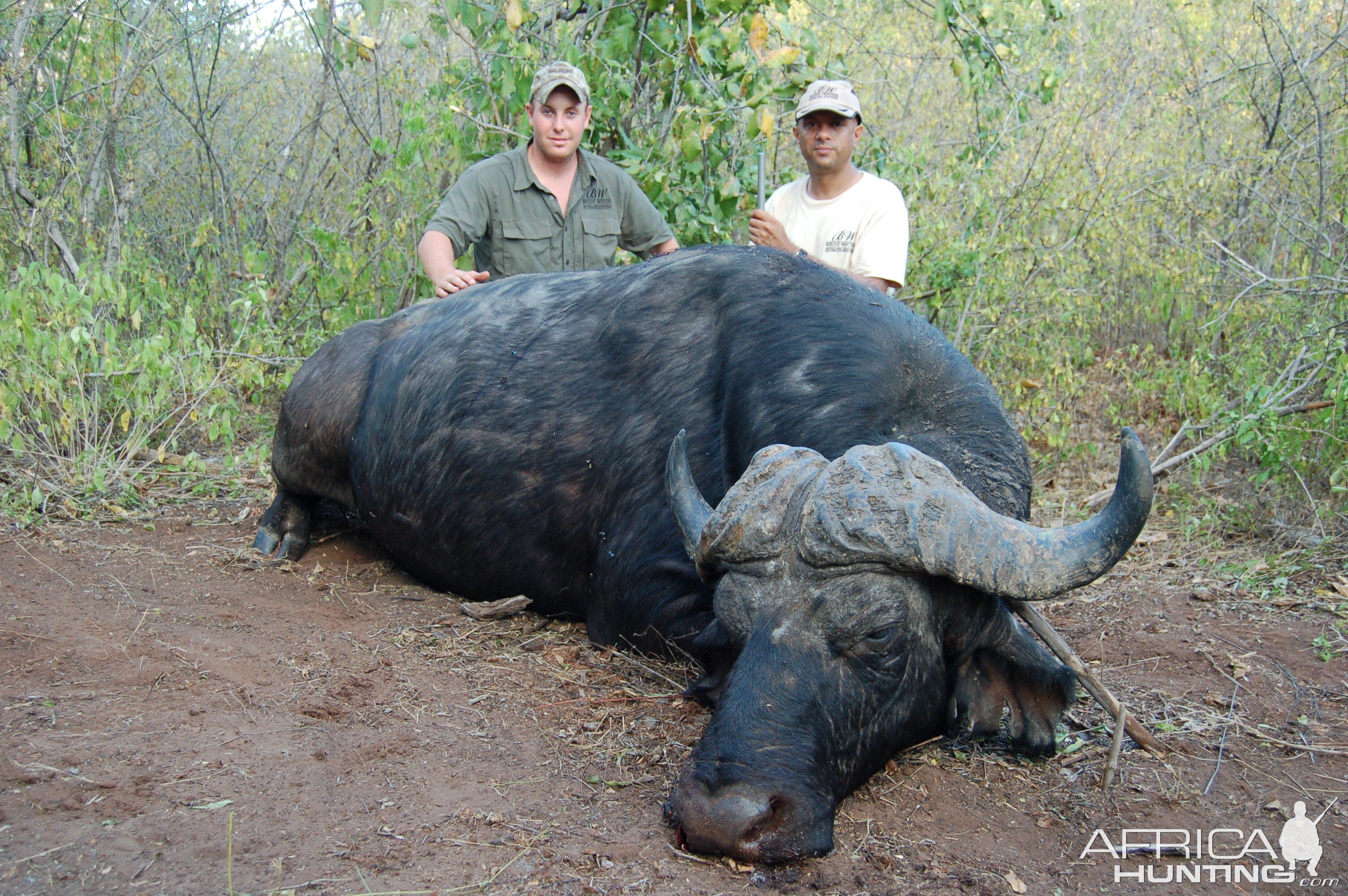 Hunting Buffalo Zimbabwe