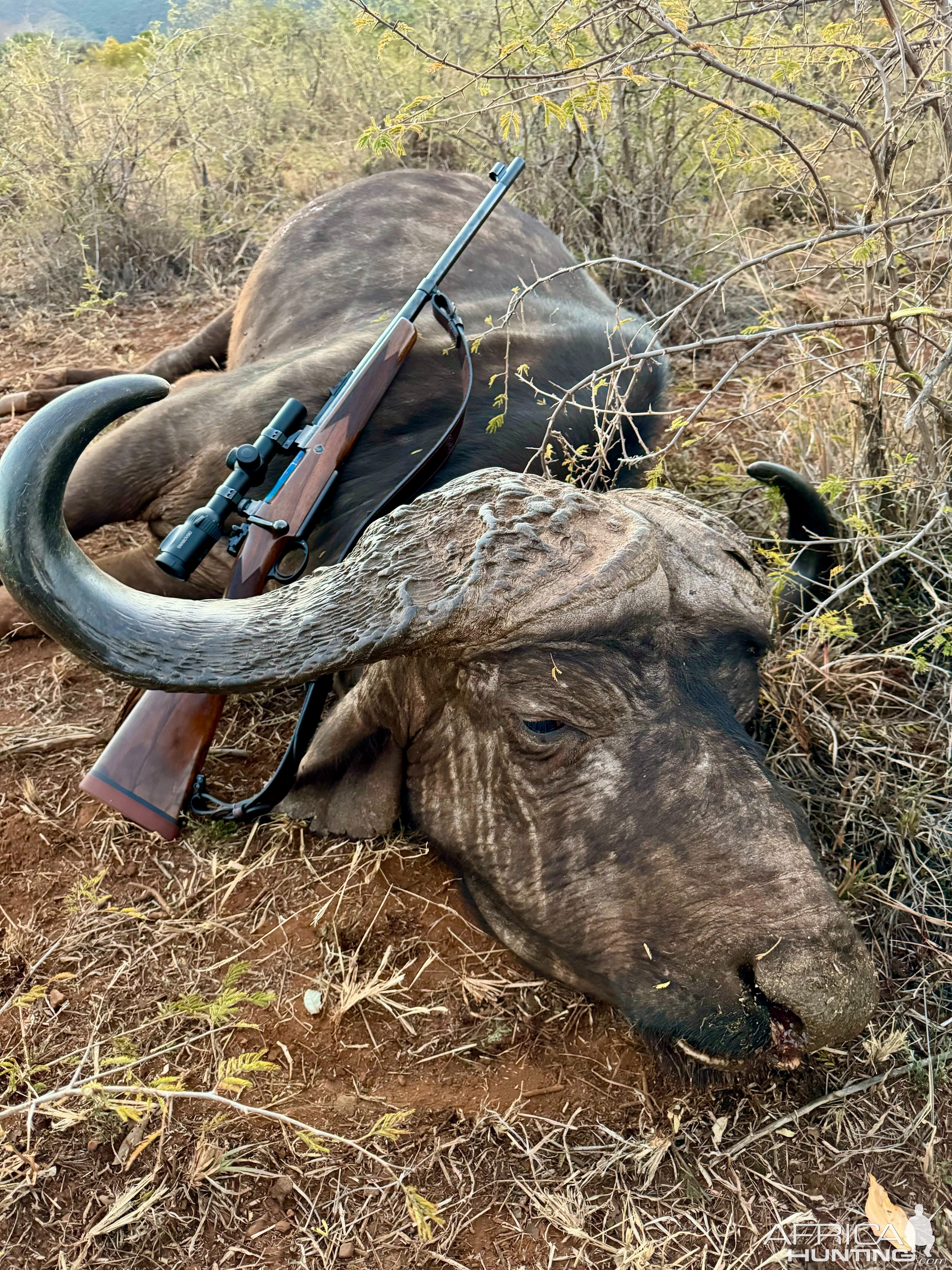 Hunting Buffalo