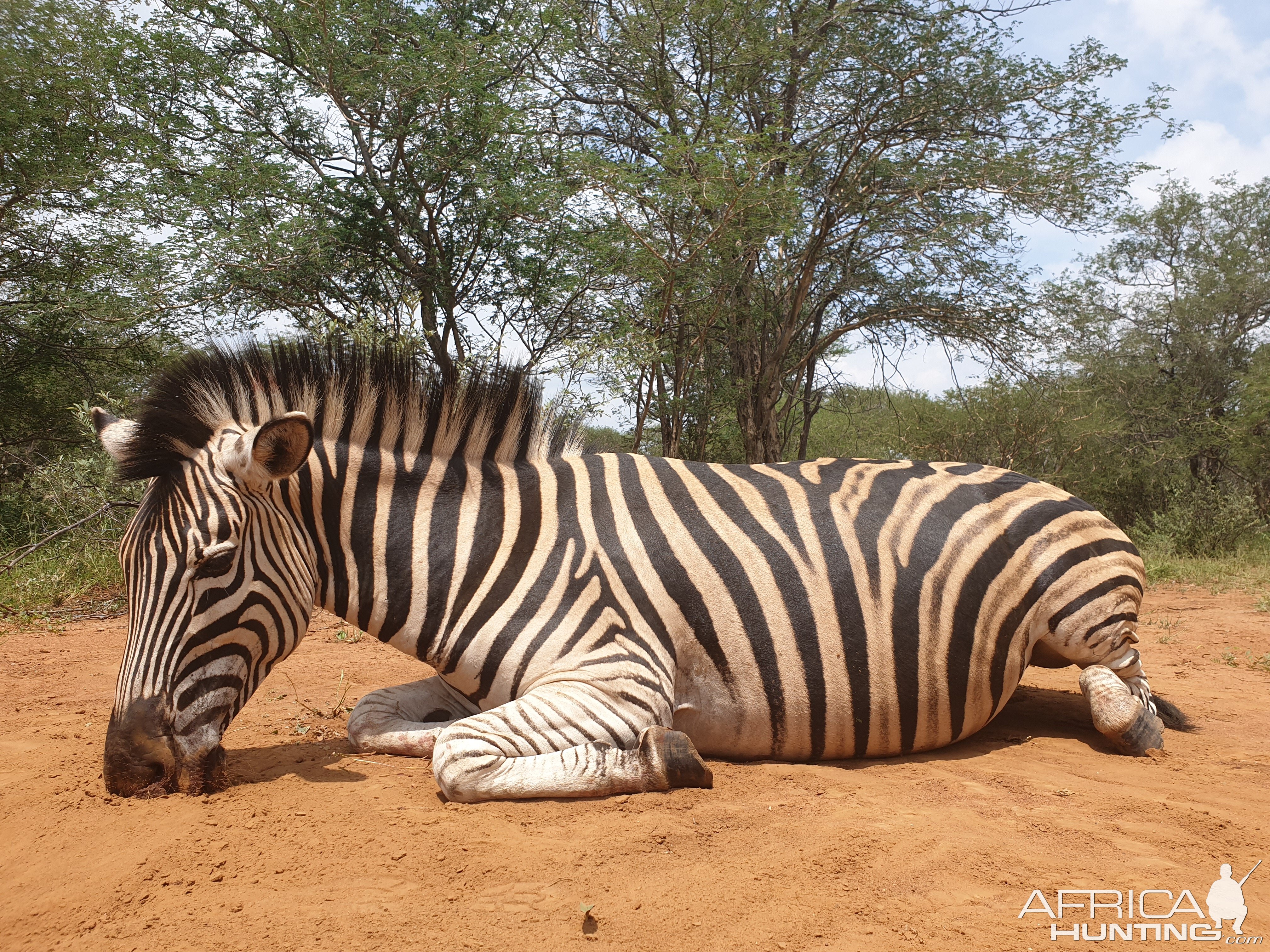 Hunting Burchell's Plain Zebra female in South Africa