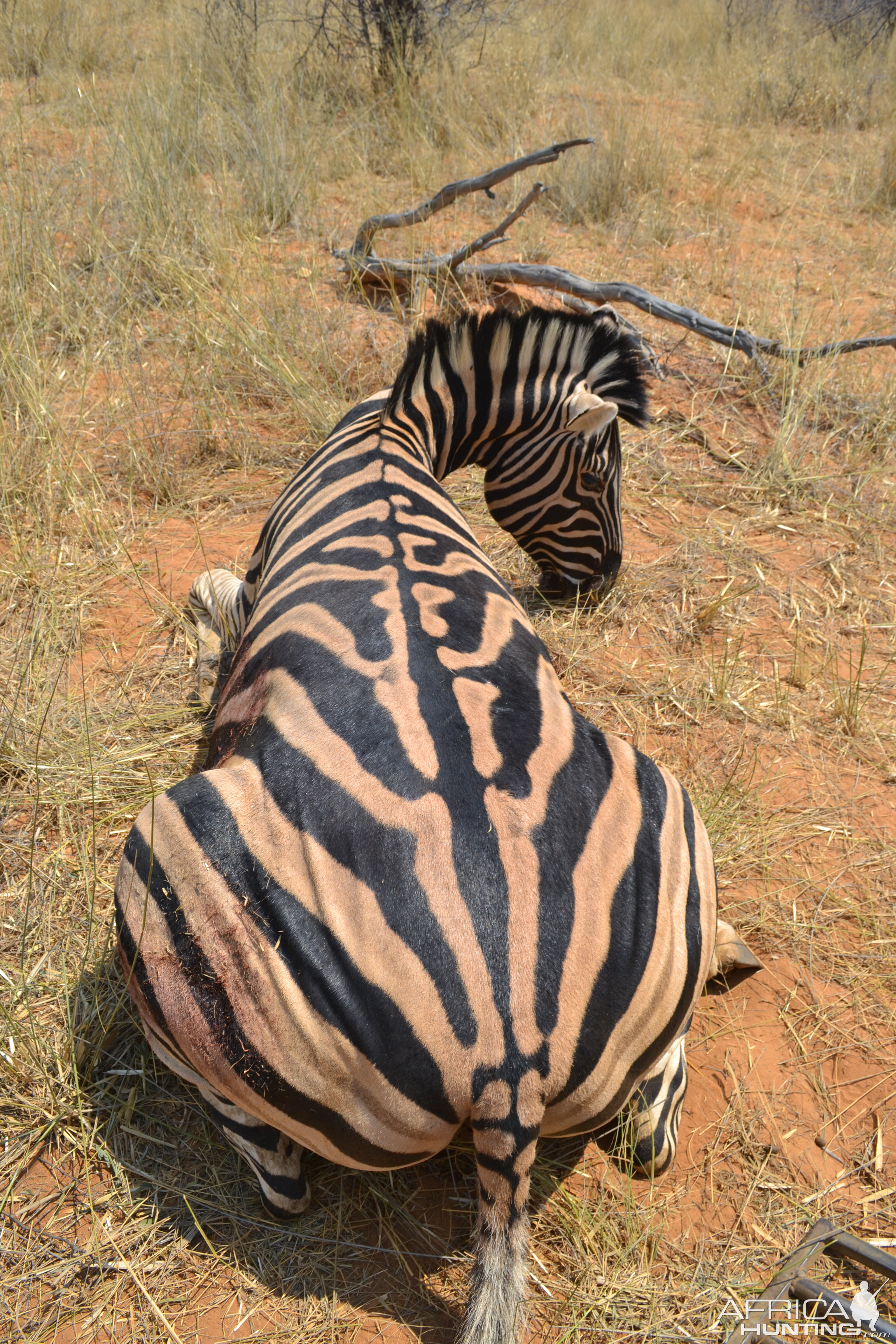 Hunting Burchell's Plain Zebra in Namibia