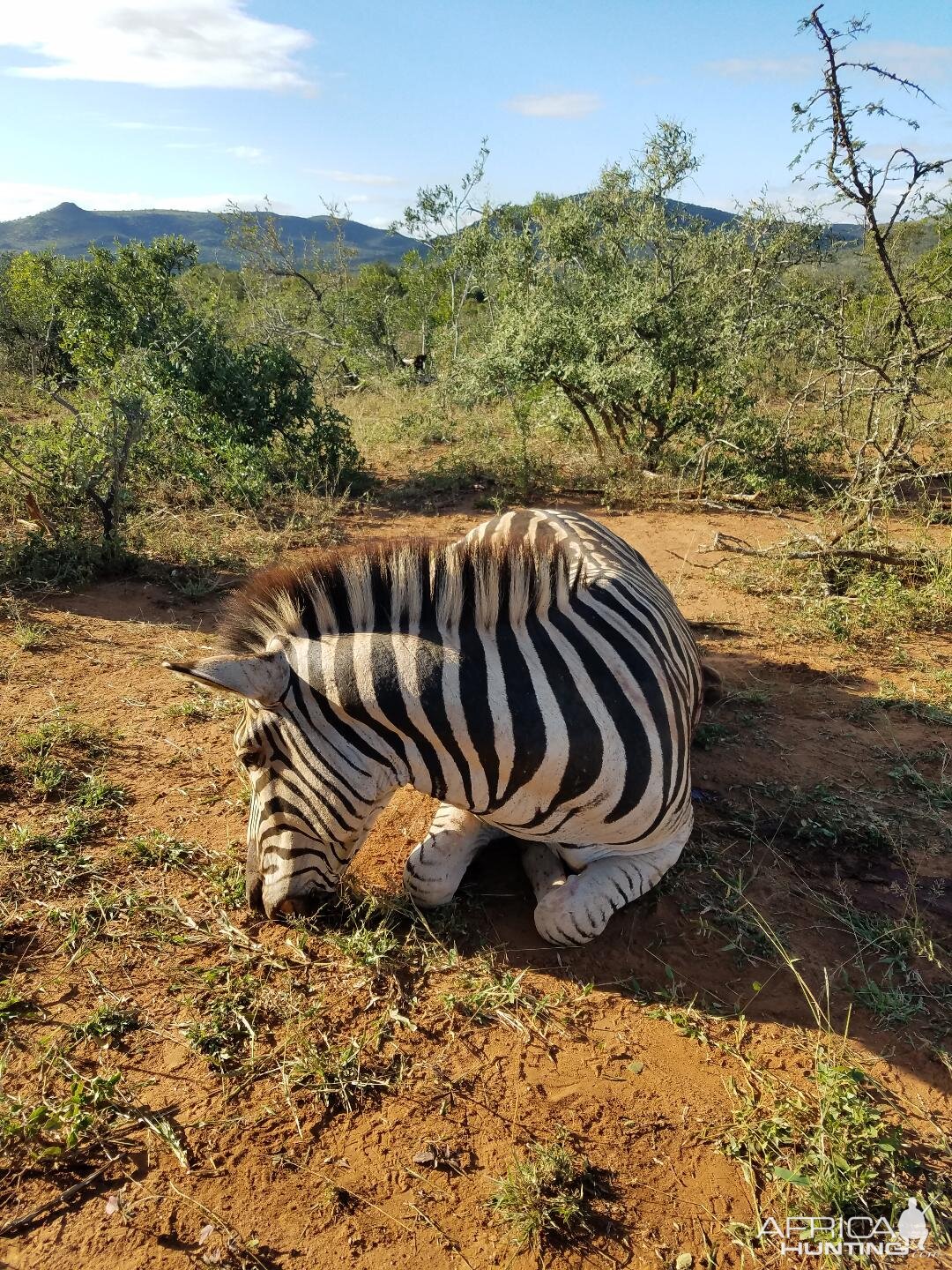 Hunting Burchell's Plain Zebra South Africa
