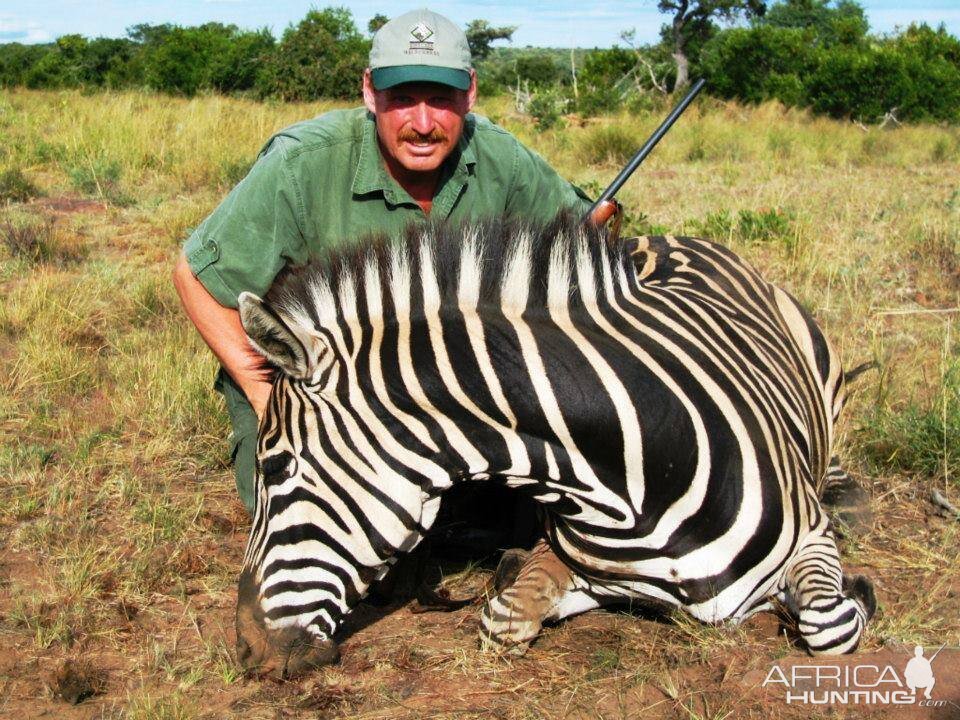 Hunting Burchell's Plain Zebra