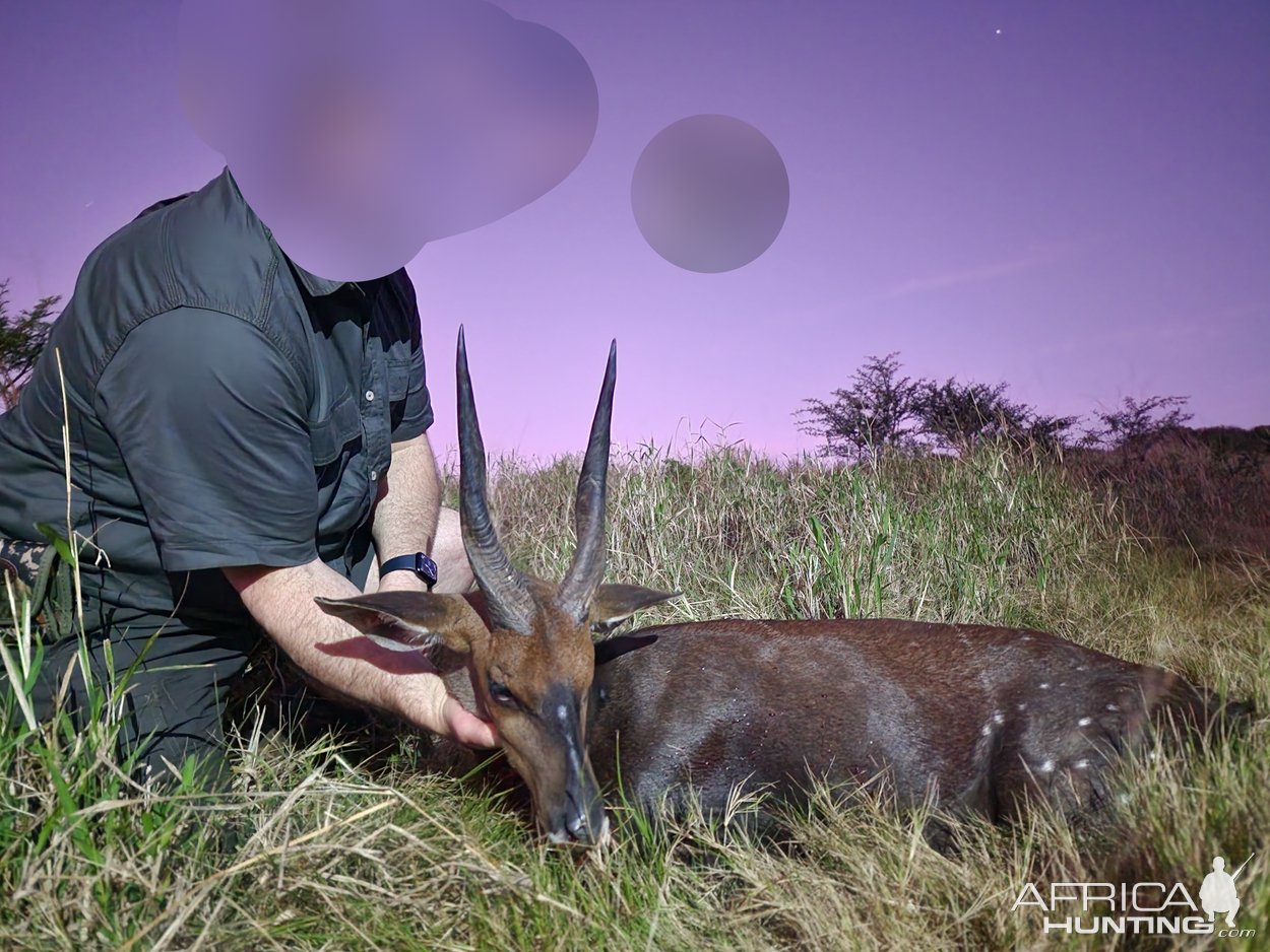 Hunting Bushbuck Eastern Cape South Africa