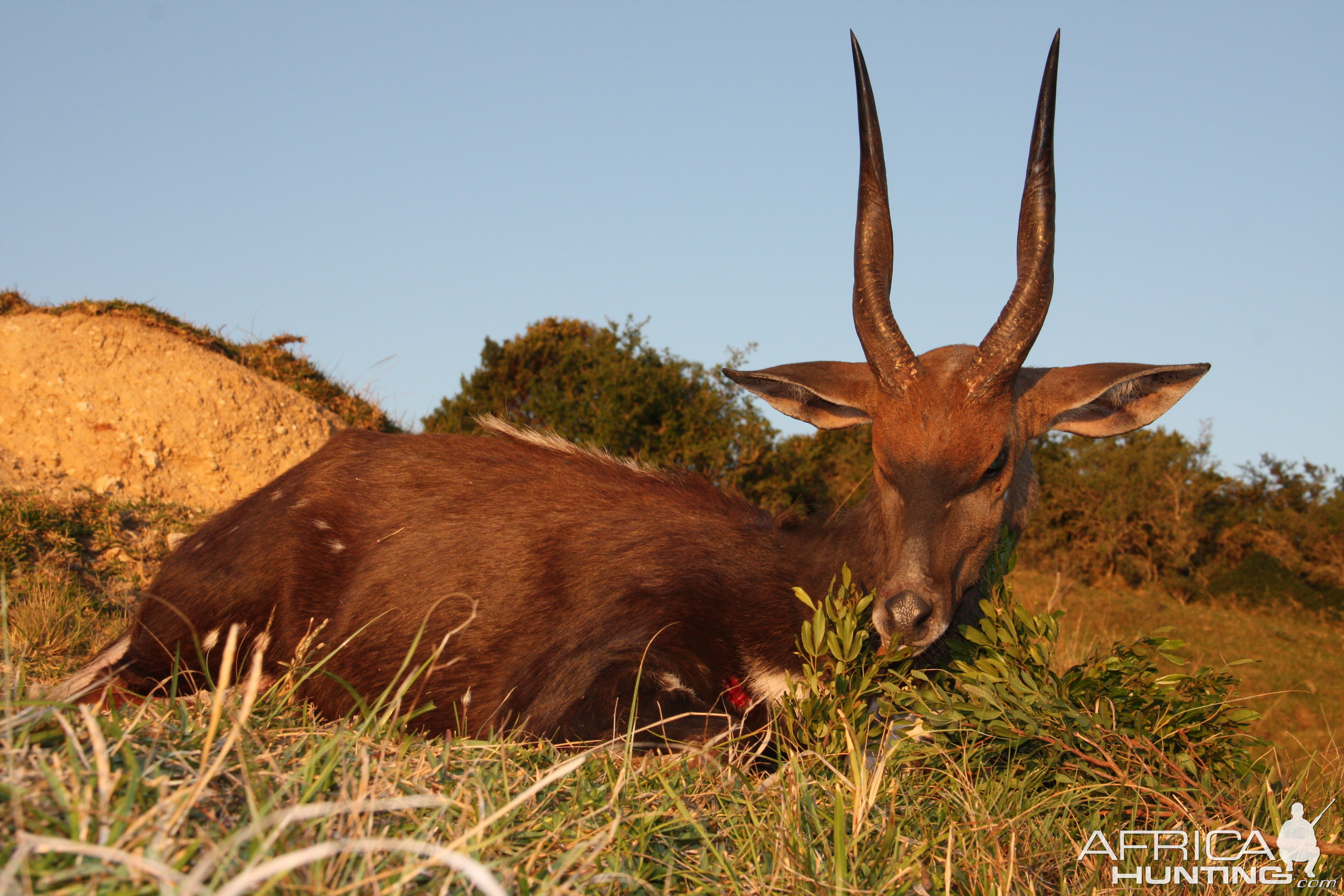 Hunting Bushbuck in South Africa