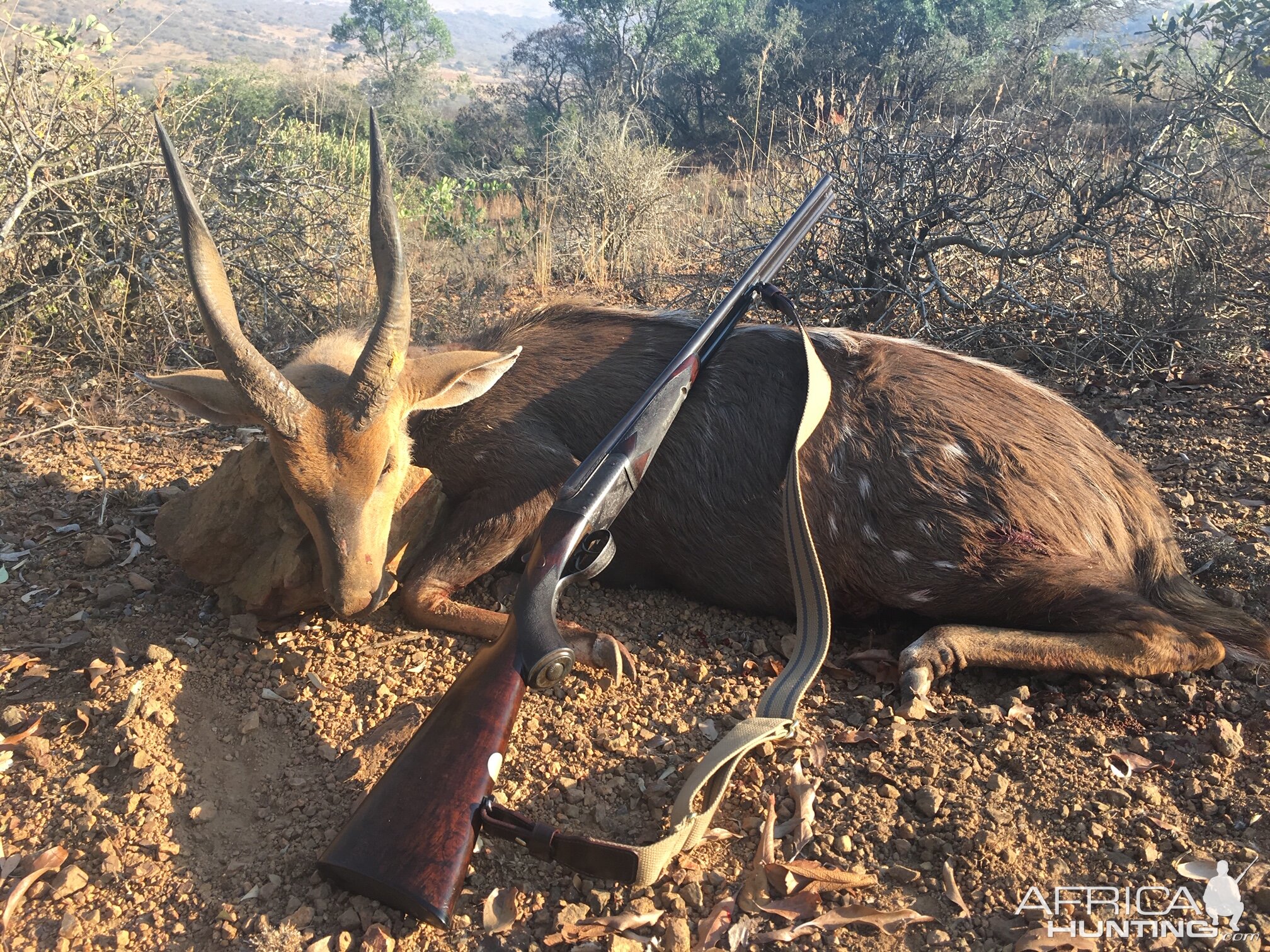 Hunting Bushbuck