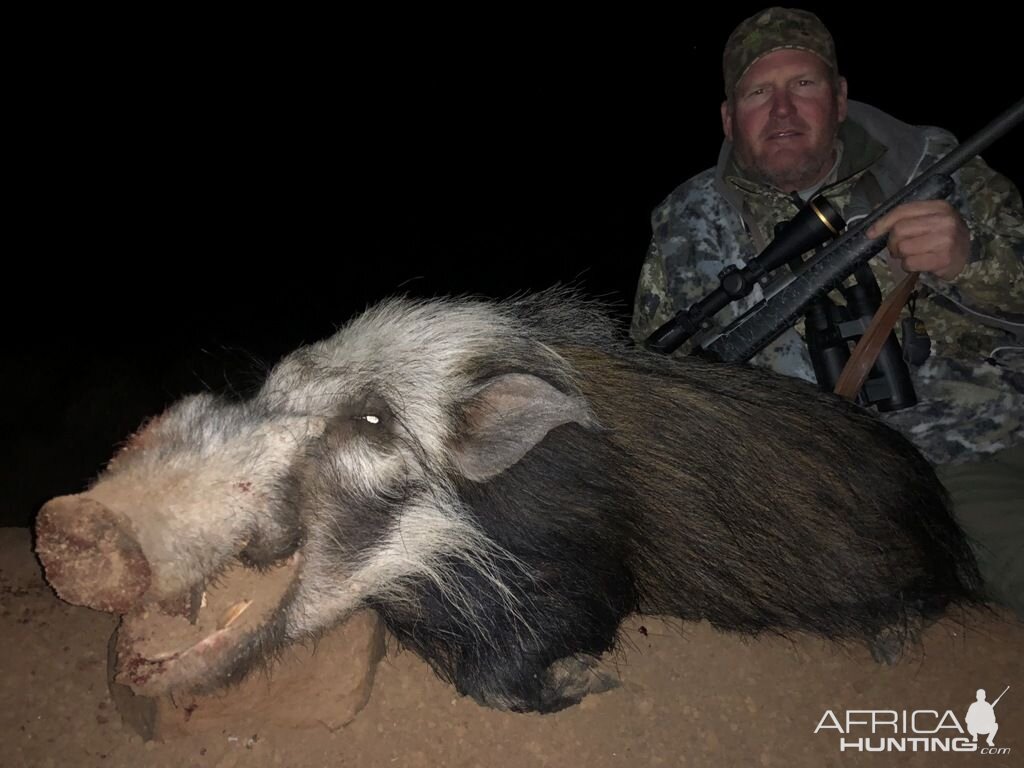 Hunting Bushpig in South Africa