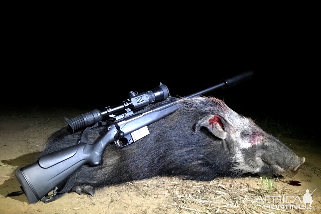 Hunting Bushpig