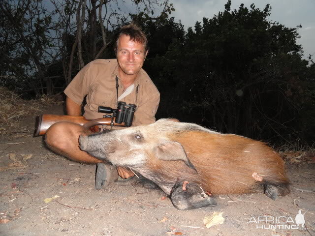 Hunting Bushpig