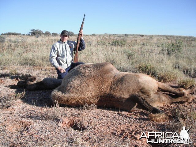 Hunting Camel in Australia